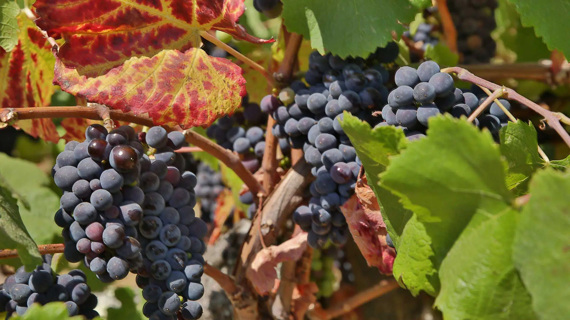 Winemaking-Philosophy Winemaking-Philosophy