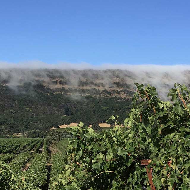 vineyards and fog