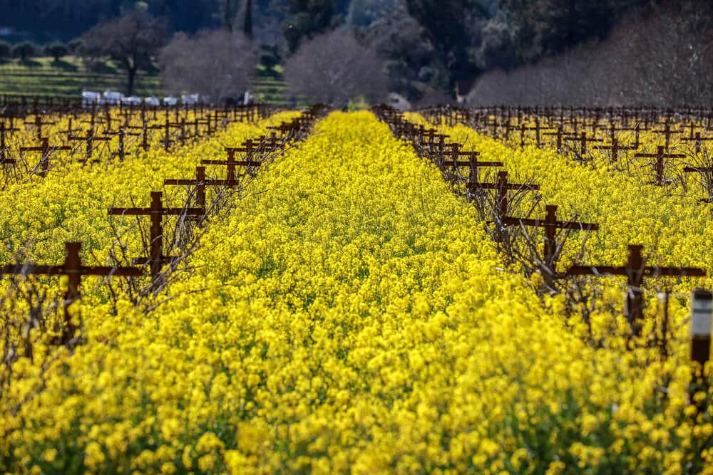 field of mustard in vineyards