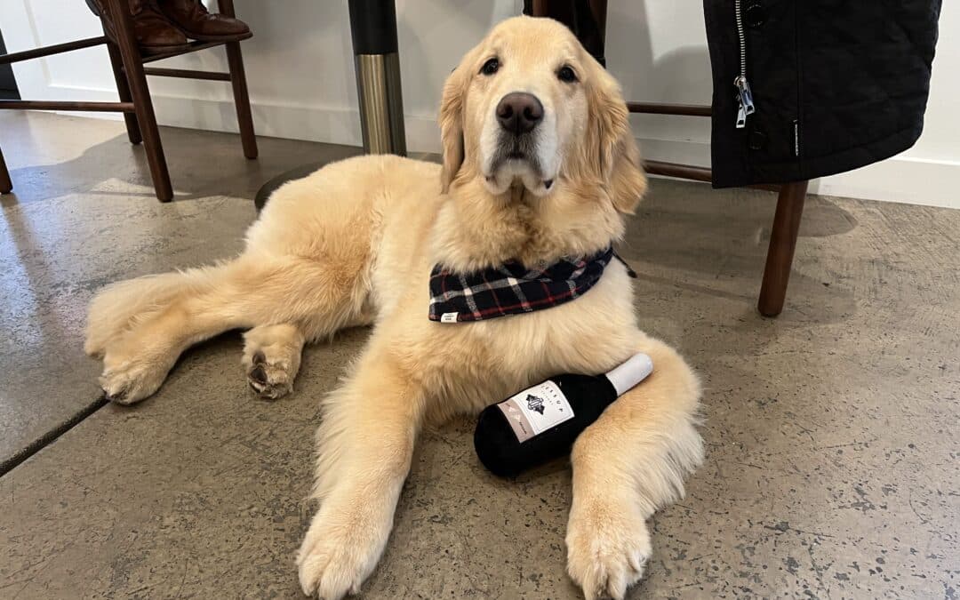 Golden Retriever at Jessup Cellars with Jessup bottle dog toy