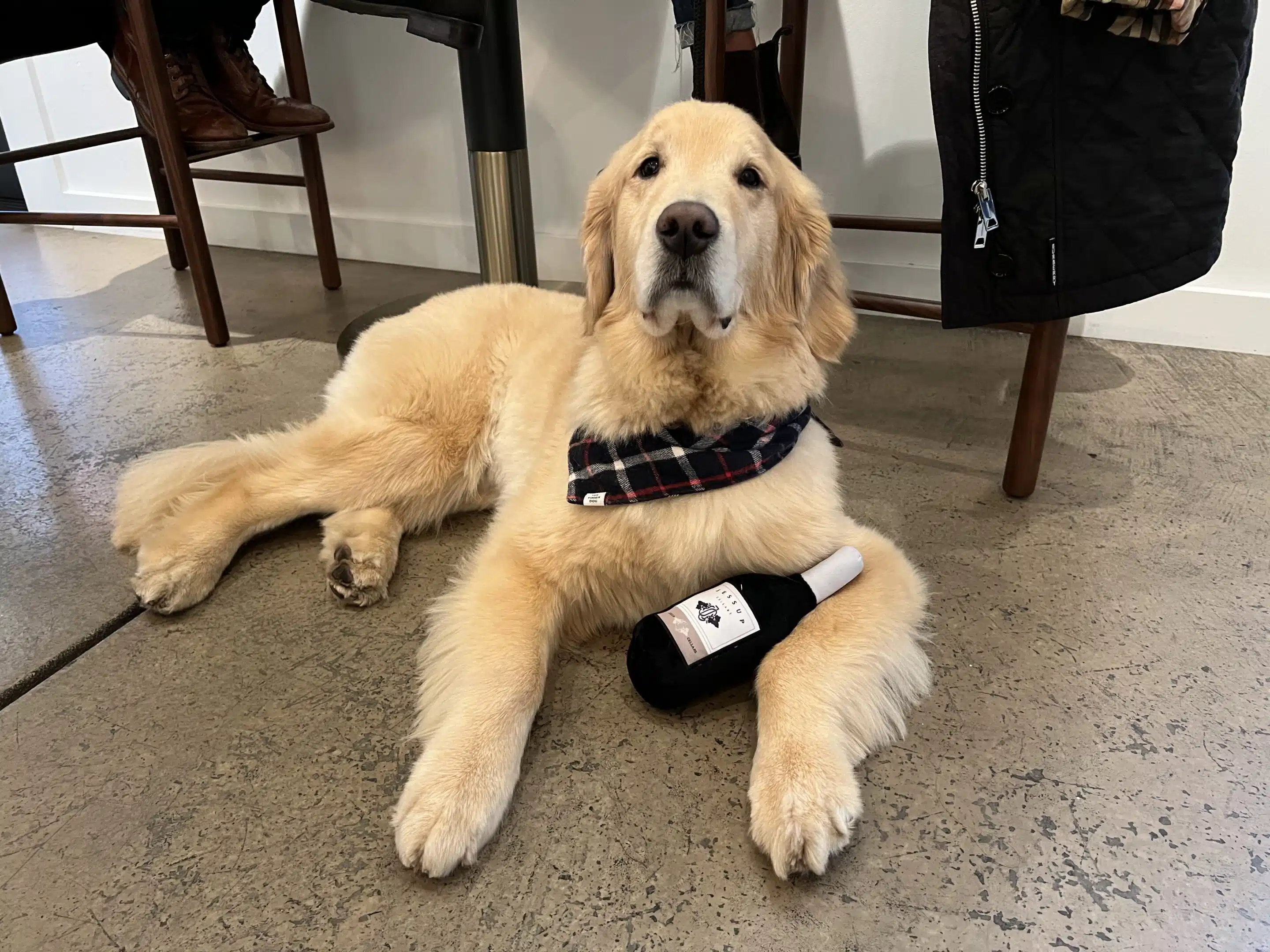 Golden Retriever at Jessup Cellars with Jessup bottle dog toy