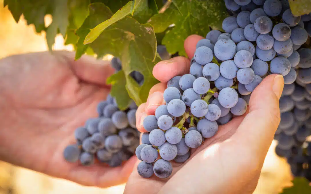 hand holding grapes on the vine