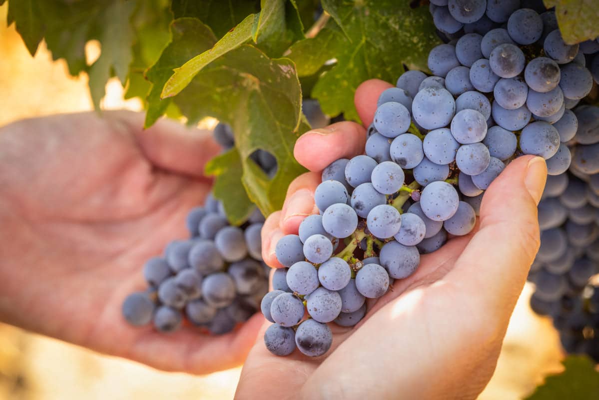 Wine Tasting Yountville Beyond the Grape Jessup Cellars