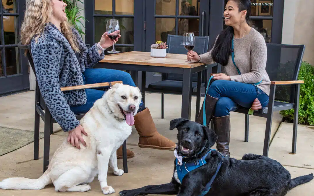 dogs sitting by table while woman laugh and drink wine