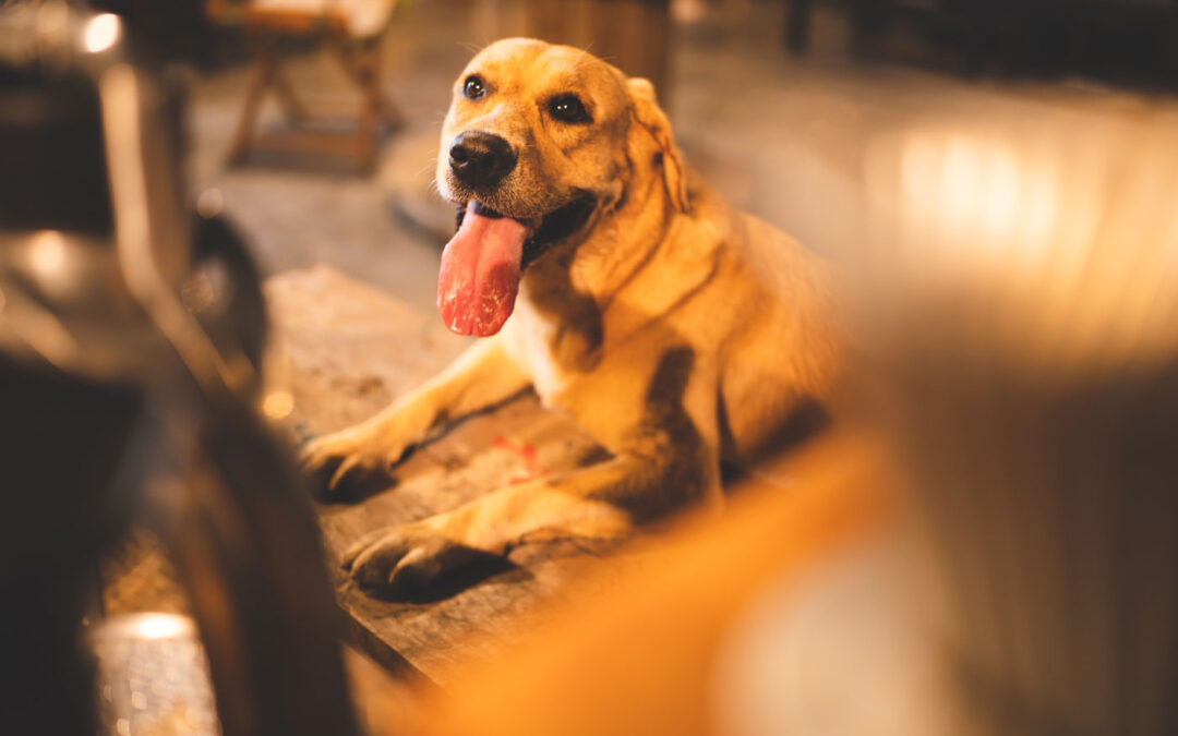 dog at pet friendly winery
