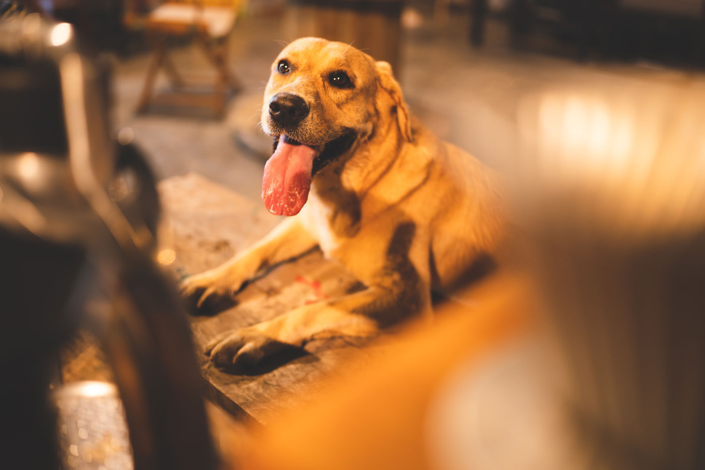 Dog-Friendly-Wine-Day-in-Yountville-featured-image dog at pet friendly winery