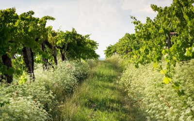 Inside a Biodynamic Vineyard: How Wineries Practice Sustainable Winemaking in Napa